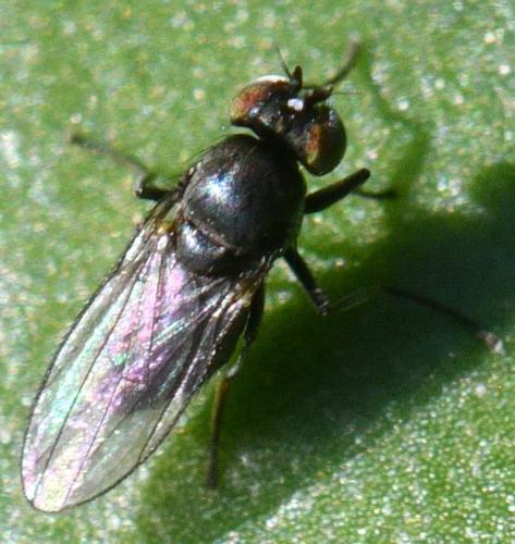 Hydrellia sp.
